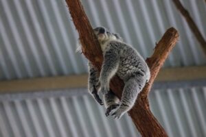 A Koala Sleeping on A Branch